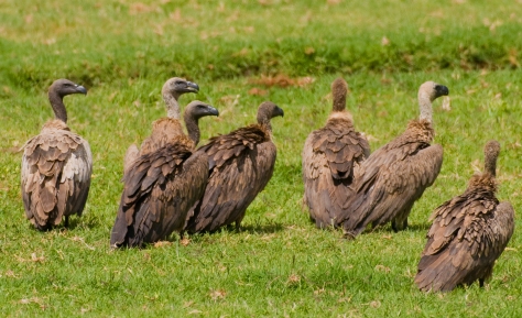 White-backed Vultures at Harare Sewerage works