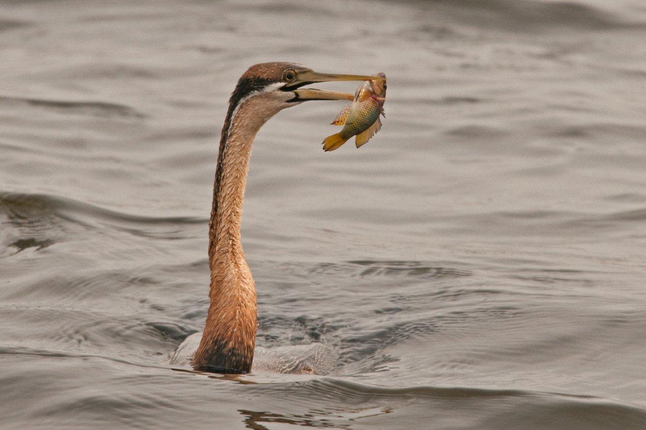 African Darter with speared fish