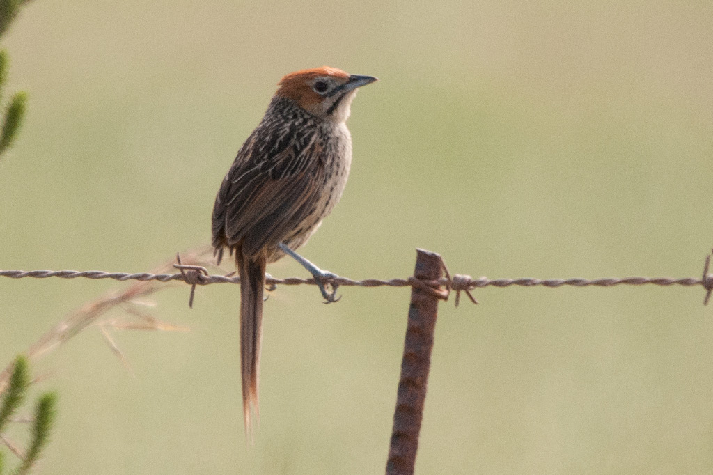Cape Grassbird, Bontebok NP