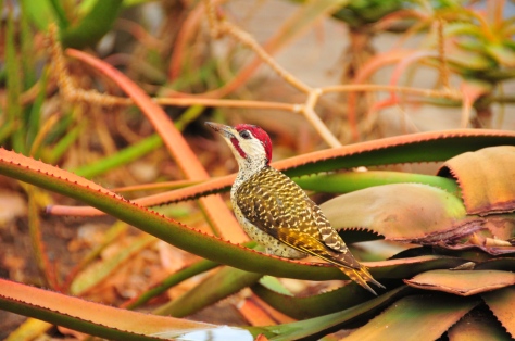 Bennet's Woodpecker, Satara