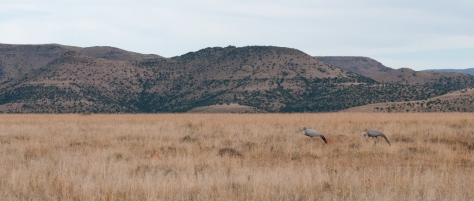 Blue Cranes at home in the grass, Mountain Zebra NP