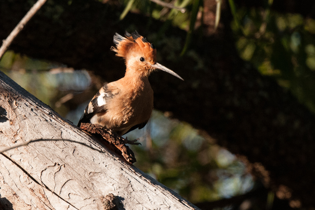 African Hoopoe at the picnic site