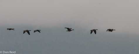 Canada Geese crossing the bow