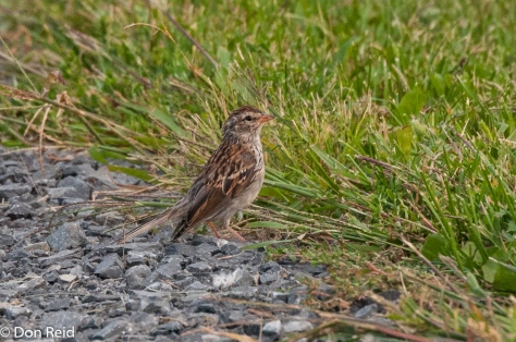 Chipping Sparrow (Juvenile)