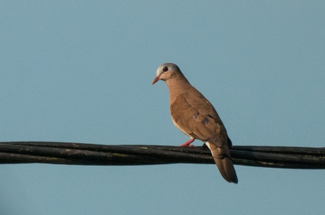 Blue-spotted Dove