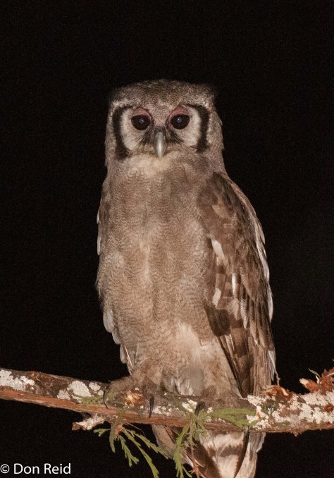 Verraux's Eagle-Owl