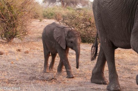 Young elephant sticking close to Mom