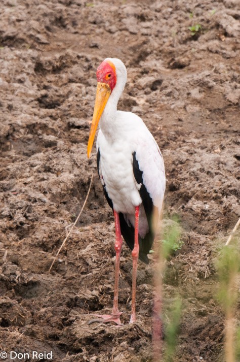 Yellow-billed Stork, Timbavati Road