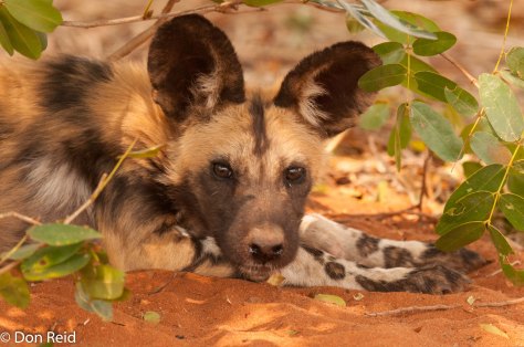 African Wild Dog, Kasane area