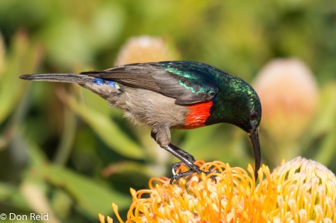 Greater Double-collared Sunbird, Mossel Bay