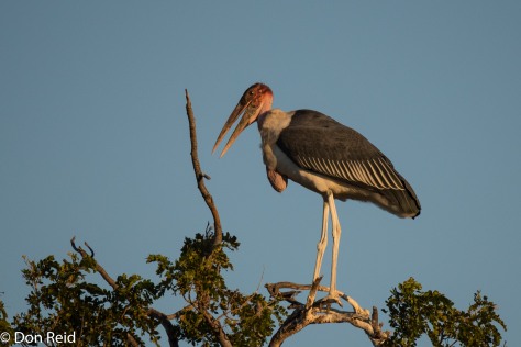 Marabou Stork, Kasane Water Treatment