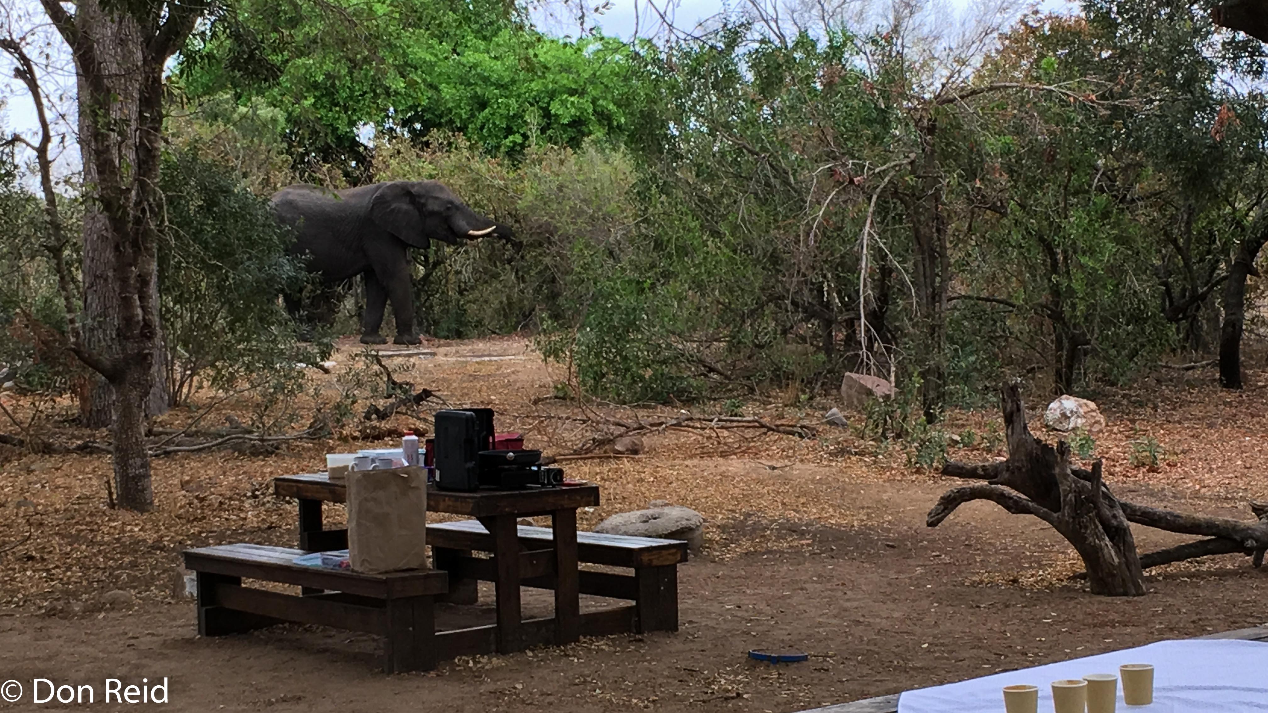Afsaal picnic spot - Elephant nearby, KNP