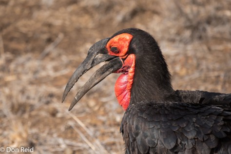 Southern Ground Hornbill, KNP