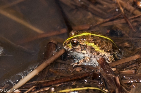 Frogs, Zaagkuildrift Road