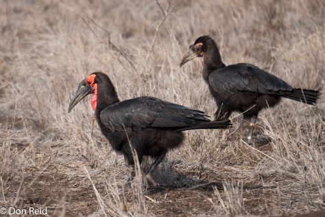 Southern Ground Hornbill, KNP