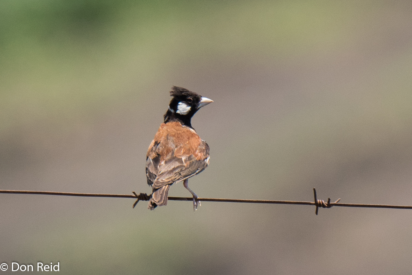 Chestnut-backed Sparrowlark, Settlers area, Limpopo