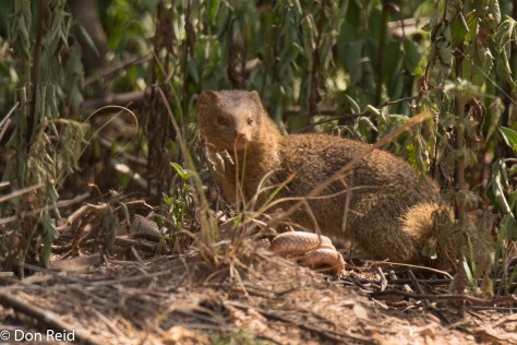 Slender Mongoose vs snake, Delmas area (Swartkwasmuishond)
