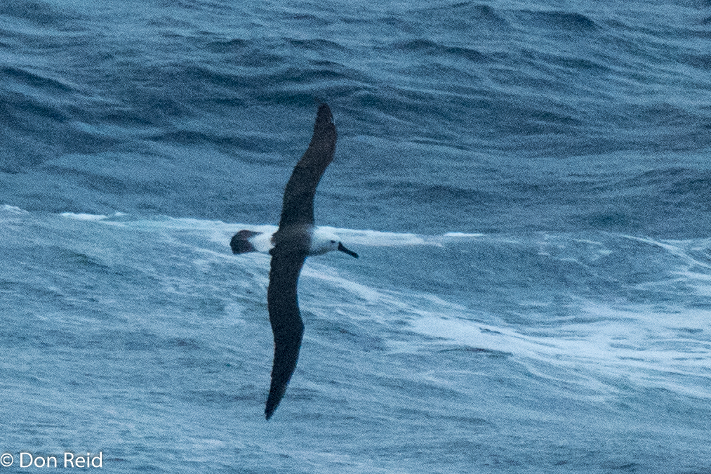 Indian Yellow-nosed Albatross, Flock at Sea Cruise
