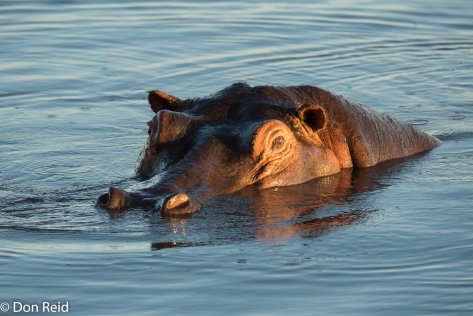 Hippo, Chobe game drive