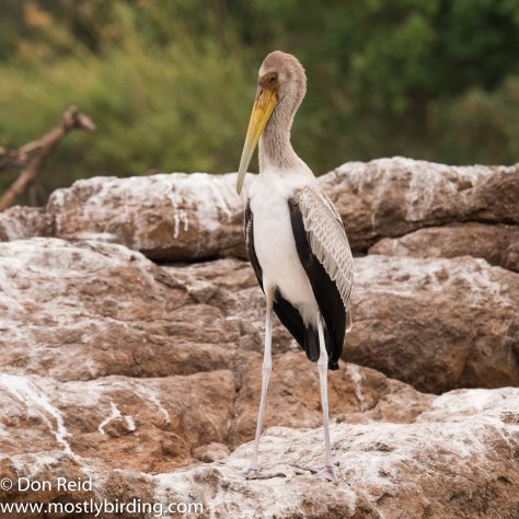 Yellow-billed Stork creche, Chobe River trip