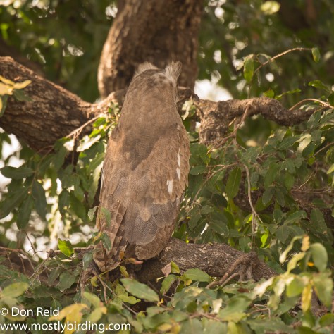 Verraux's Eagle-Owl, Kruger Park