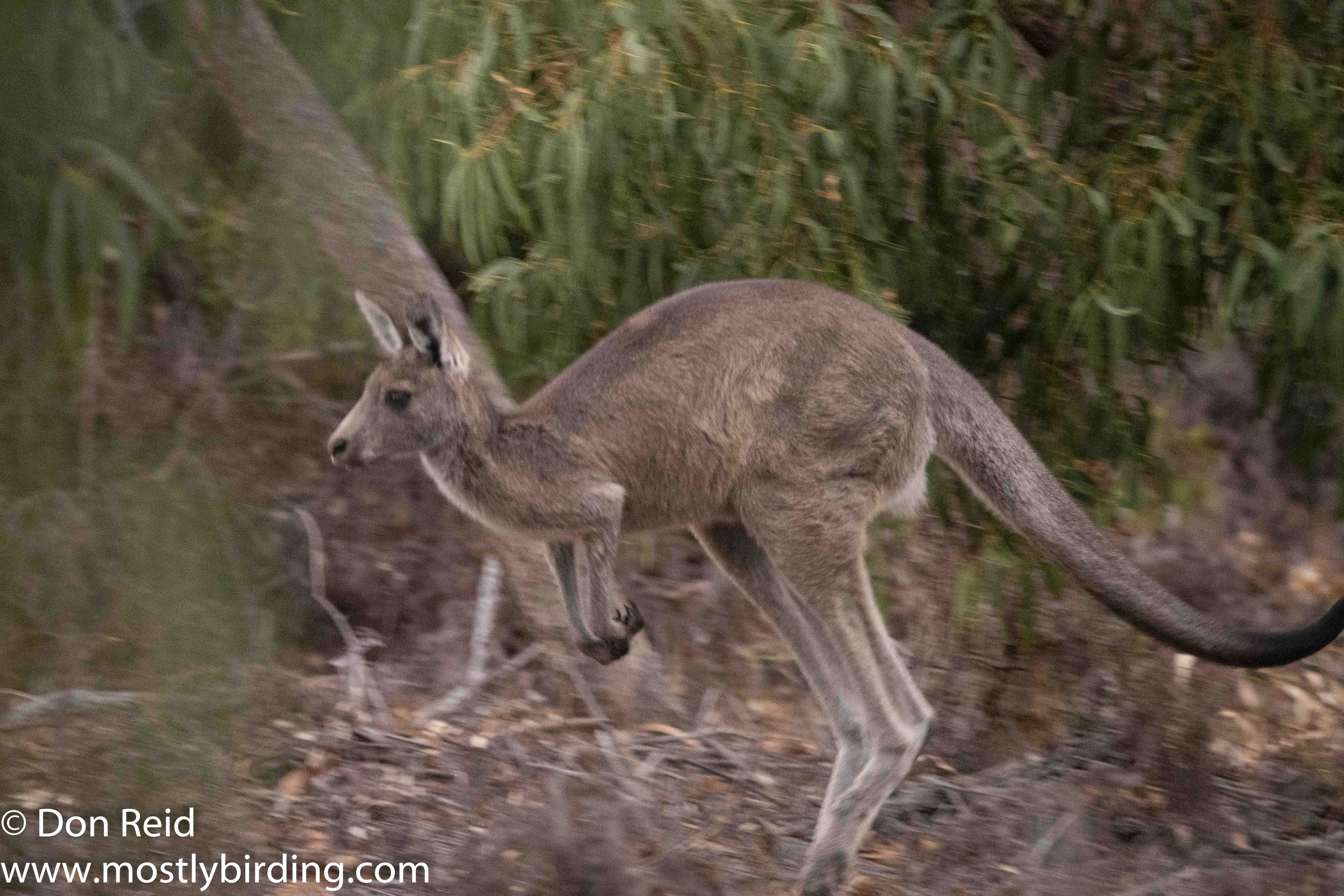 Eastern Grey Kangaroo, Raymond Island, Victoria