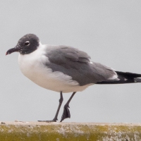 Laughing Gull in Mossel Bay - a Week to Remember